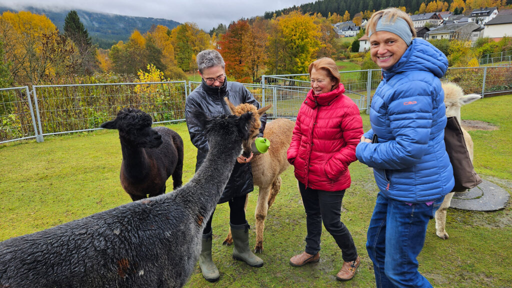 Personen füttern Alpakas bei Spendenaktion